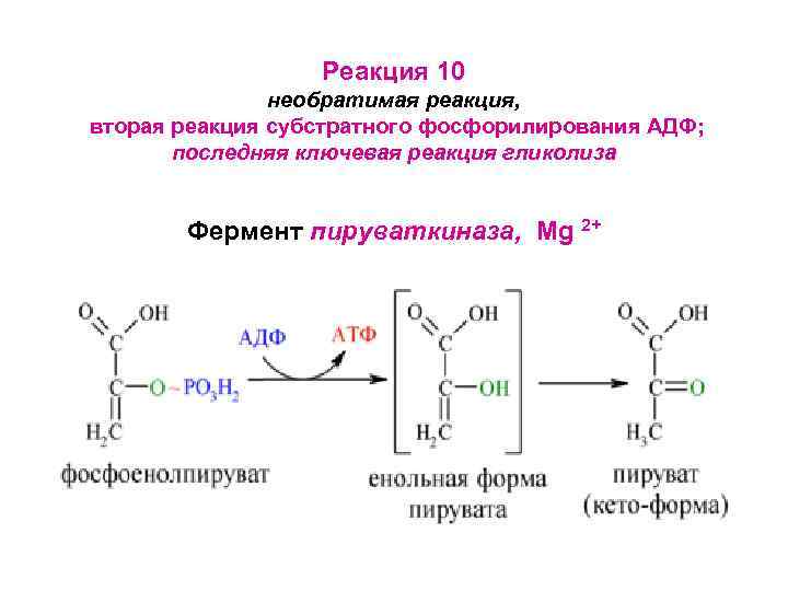 Реакция 10 необратимая реакция, вторая реакция субстратного фосфорилирования АДФ; последняя ключевая реакция гликолиза Фермент