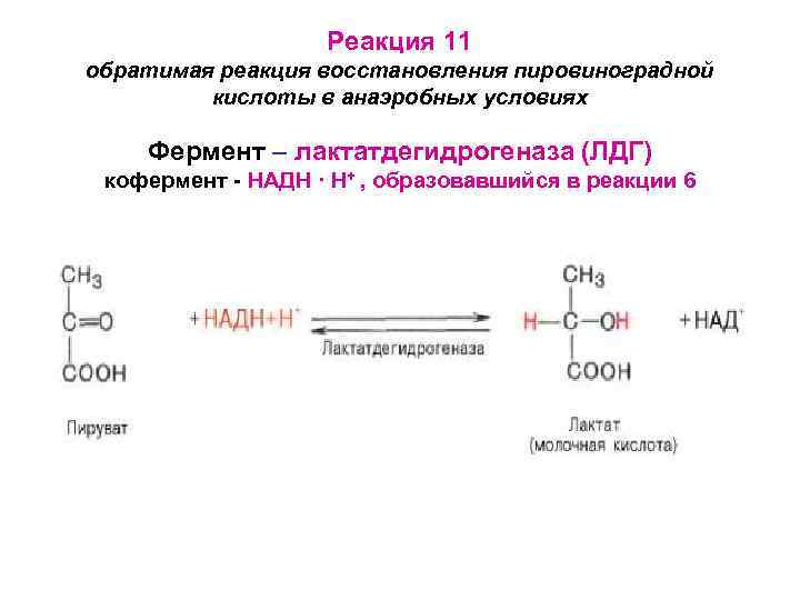 Реакция 11 обратимая реакция восстановления пировиноградной кислоты в анаэробных условиях Фермент – лактатдегидрогеназа (ЛДГ)