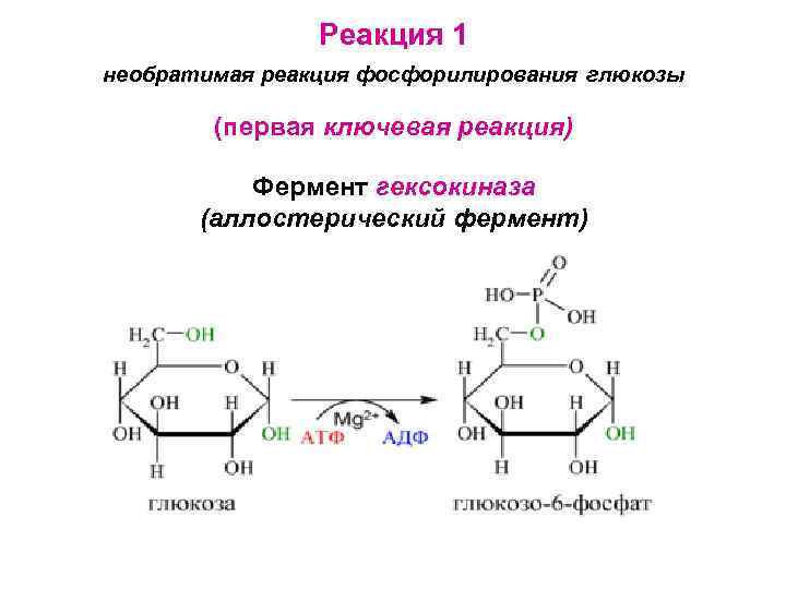 Реакция 1 необратимая реакция фосфорилирования глюкозы (первая ключевая реакция) Фермент гексокиназа (аллостерический фермент) 