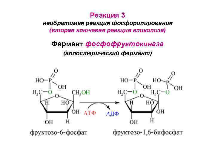 Реакция 3 необратимая реакция фосфорилирования (вторая ключевая реакция гликолиза) Фермент фосфофруктокиназа (аллостерический фермент) 