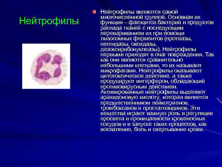 Нейтрофилы являются самой многочисленной группой. Основная их функция – фагоцитоз бактерий и продуктов распада