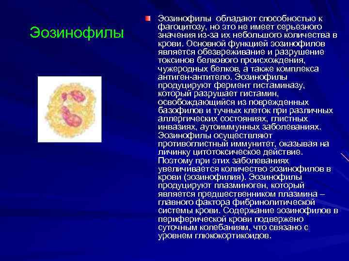 Эозинофилы обладают способностью к фагоцитозу, но это не имеет серьезного значения из-за их небольшого