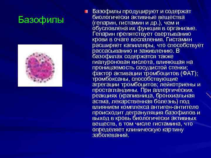 Базофилы продуцируют и содержат биологически активные вещества (гепарин, гистамин и др. ), чем и