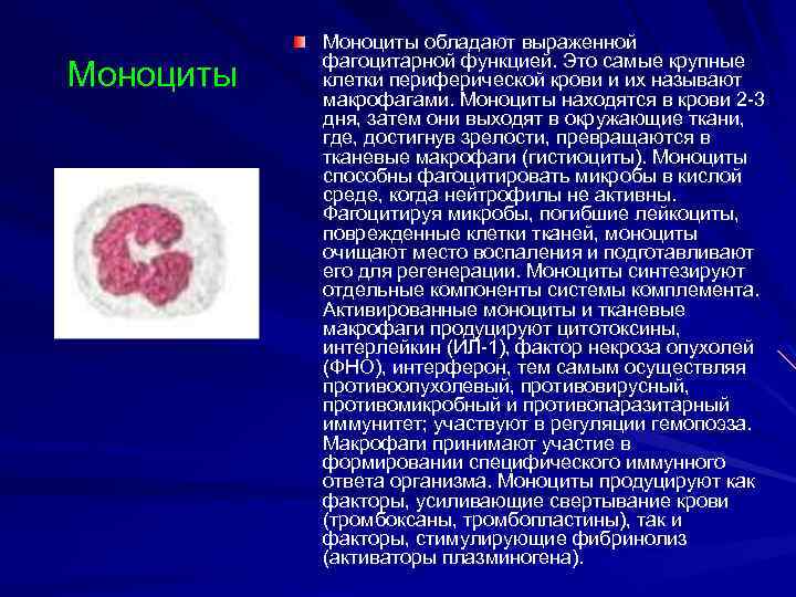 Моноциты обладают выраженной фагоцитарной функцией. Это самые крупные клетки периферической крови и их называют