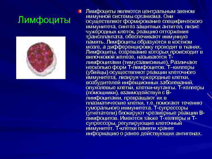 Лимфоциты являются центральным звеном иммунной системы организма. Они осуществляют формирование специфического иммунитета, синтез защитных