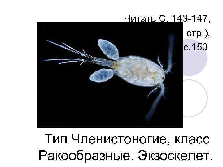 Читать С. 143 -147, Рисунок на с. 146 (внутр. стр. ), Вопросы 1 -5
