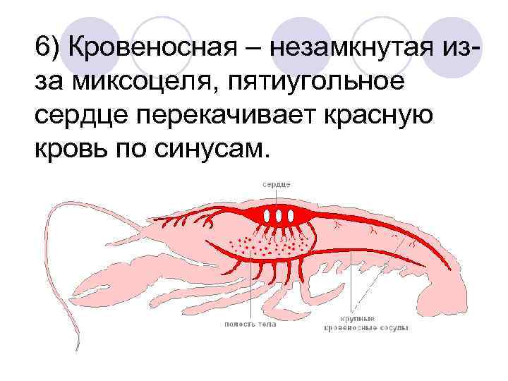 6) Кровеносная – незамкнутая изза миксоцеля, пятиугольное сердце перекачивает красную кровь по синусам. 