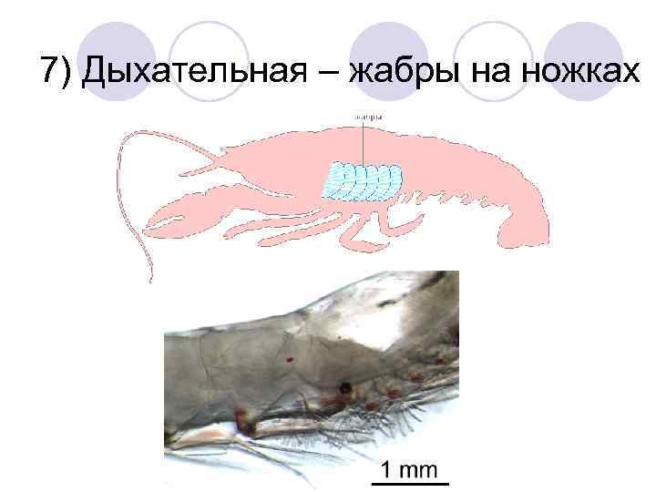 7) Дыхательная – жабры на ножках 