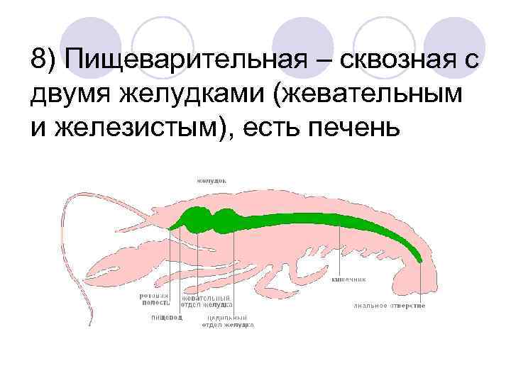 8) Пищеварительная – сквозная с двумя желудками (жевательным и железистым), есть печень 