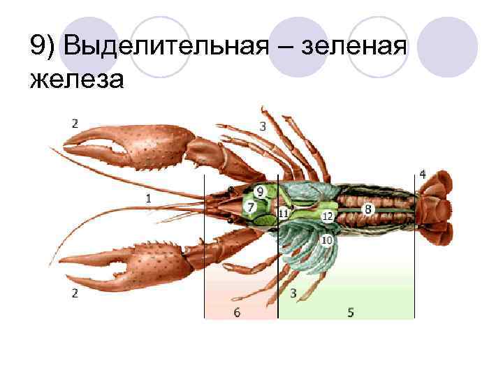 9) Выделительная – зеленая железа 