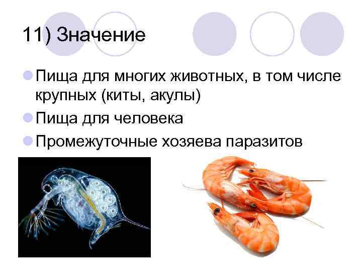 11) Значение l Пища для многих животных, в том числе крупных (киты, акулы) l