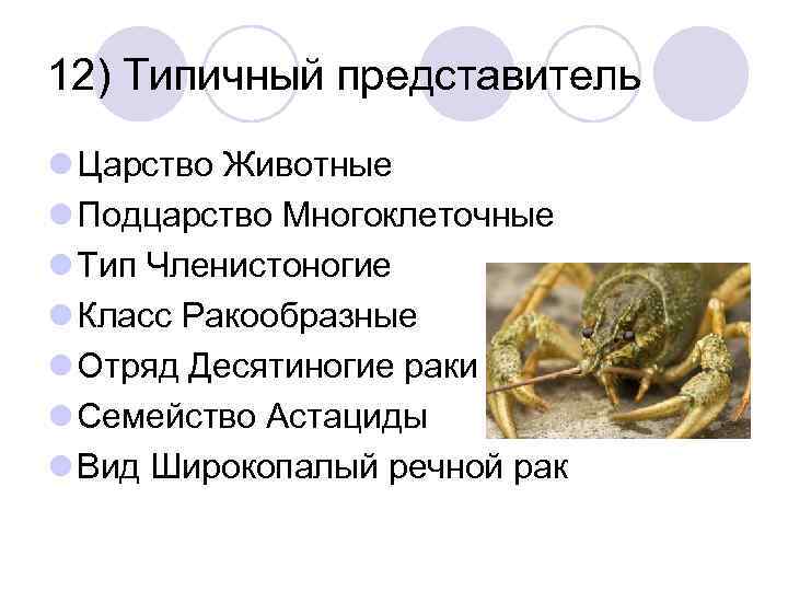 12) Типичный представитель l Царство Животные l Подцарство Многоклеточные l Тип Членистоногие l Класс