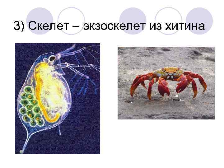 3) Скелет – экзоскелет из хитина 