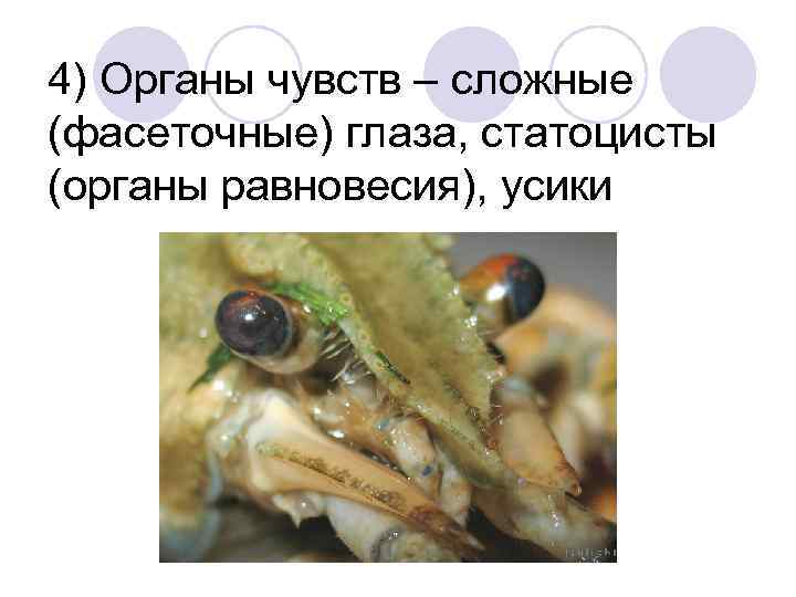 4) Органы чувств – сложные (фасеточные) глаза, статоцисты (органы равновесия), усики 