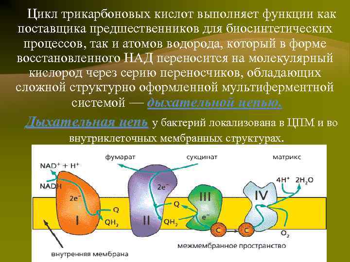Цикл трикарбоновых кислот выполняет функции как поставщика предшественников для биосинтетических процессов, так и атомов