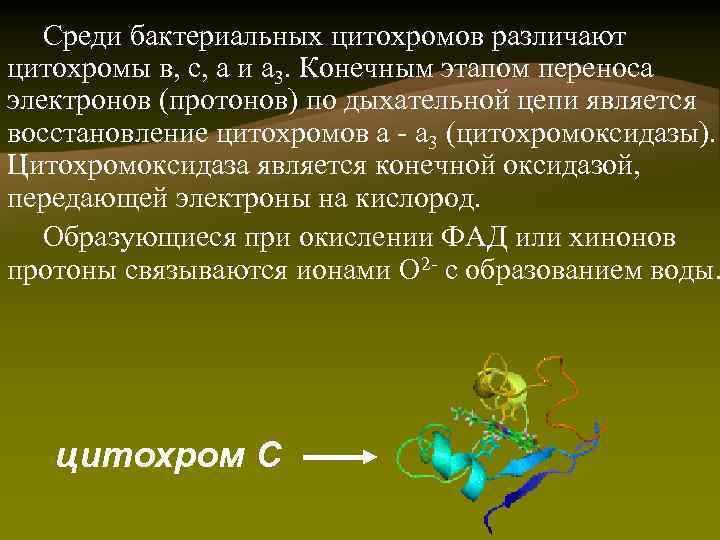 Среди бактериальных цитохромов различают цитохромы в, с, а и а 3. Конечным этапом переноса