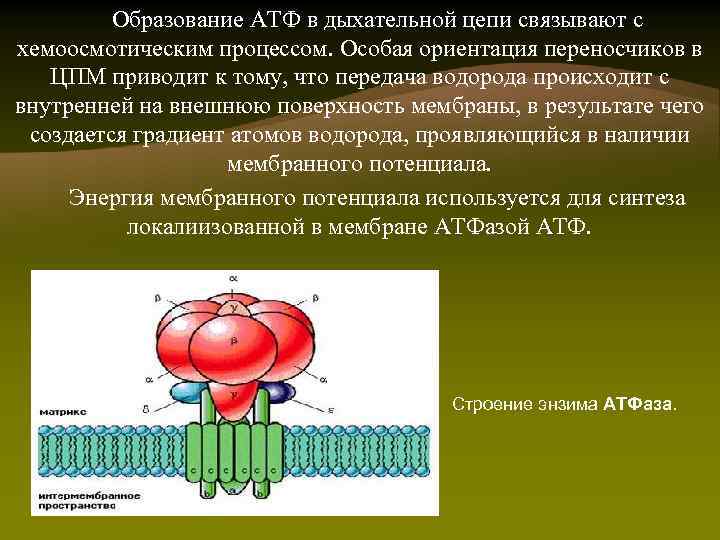 Образование АТФ в дыхательной цепи связывают с хемоосмотическим процессом. Особая ориентация переносчиков в ЦПМ