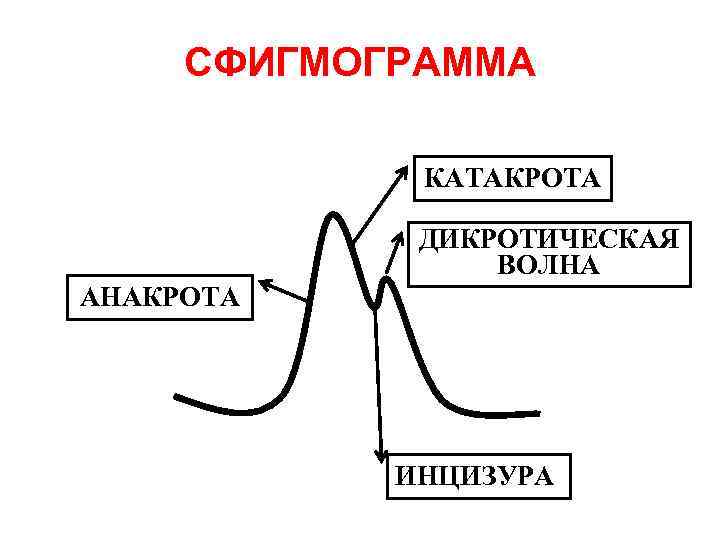 СФИГМОГРАММА КАТАКРОТА ДИКРОТИЧЕСКАЯ ВОЛНА АНАКРОТА ИНЦИЗУРА 