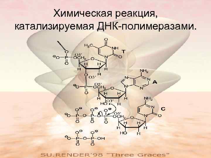 Химическая реакция, катализируемая ДНК-полимеразами. 