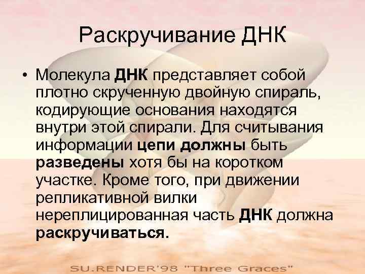 Раскручивание ДНК • Молекула ДНК представляет собой плотно скрученную двойную спираль, кодирующие основания находятся
