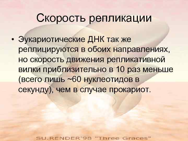 Скорость репликации • Эукариотические ДНК так же реплицируются в обоих направлениях, но скорость движения
