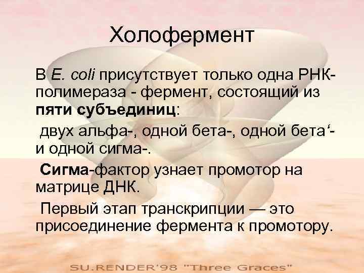 Холофермент В E. coli присутствует только одна РНКполимераза - фермент, состоящий из пяти субъединиц: