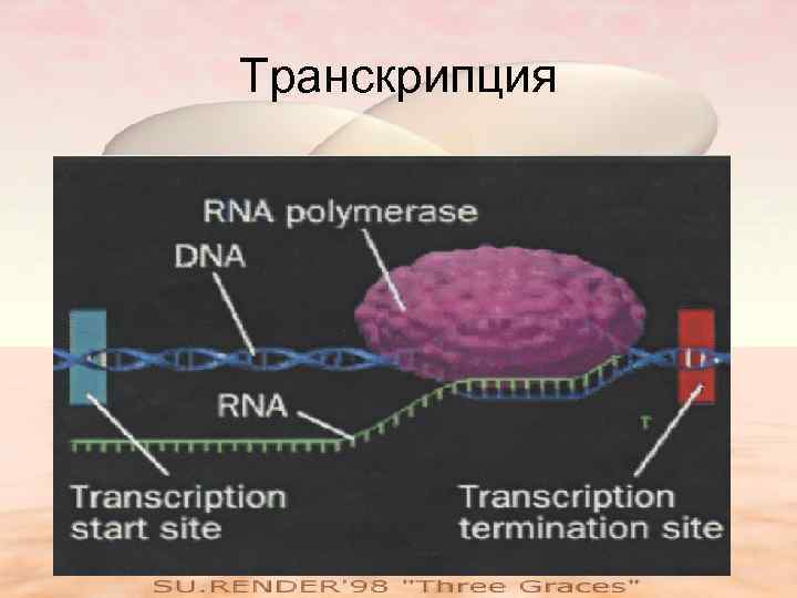 Транскрипция 