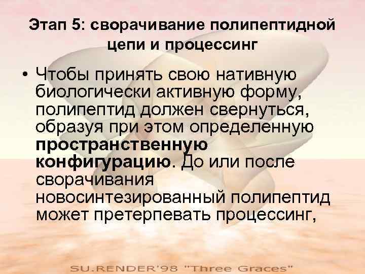 Этап 5: сворачивание полипептидной цепи и процессинг • Чтобы принять свою нативную биологически активную