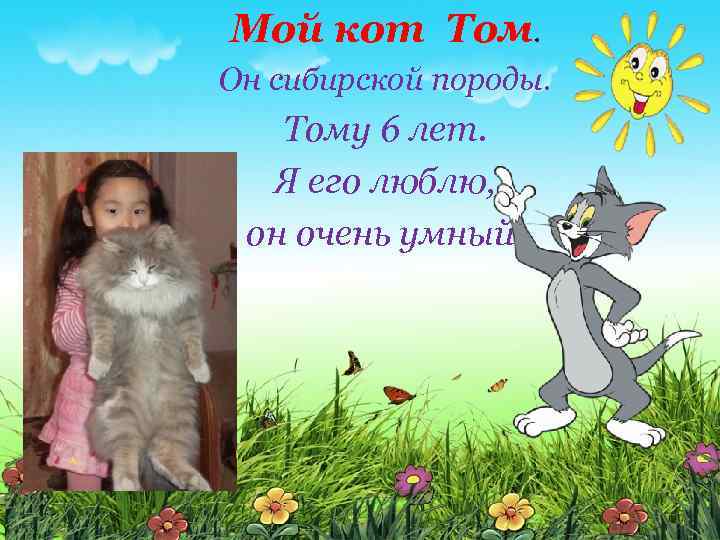 Мой кот Том. Он сибирской породы. Тому 6 лет. Я его люблю, он очень