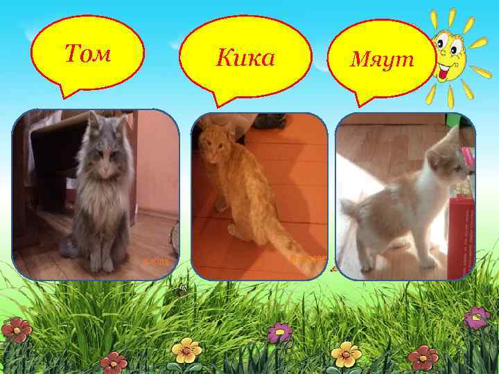 Том Кика Мяут 