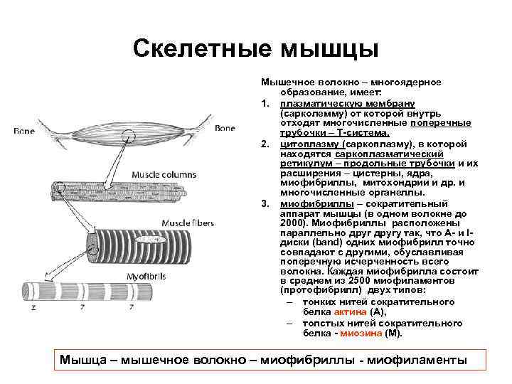 Скелетные мышцы Мышечное волокно – многоядерное образование, имеет: 1. плазматическую мембрану (сарколемму) от которой