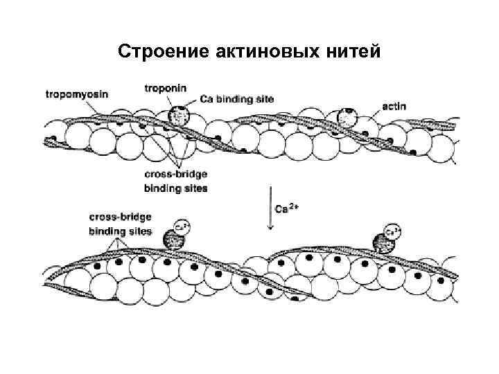 Строение актиновых нитей 