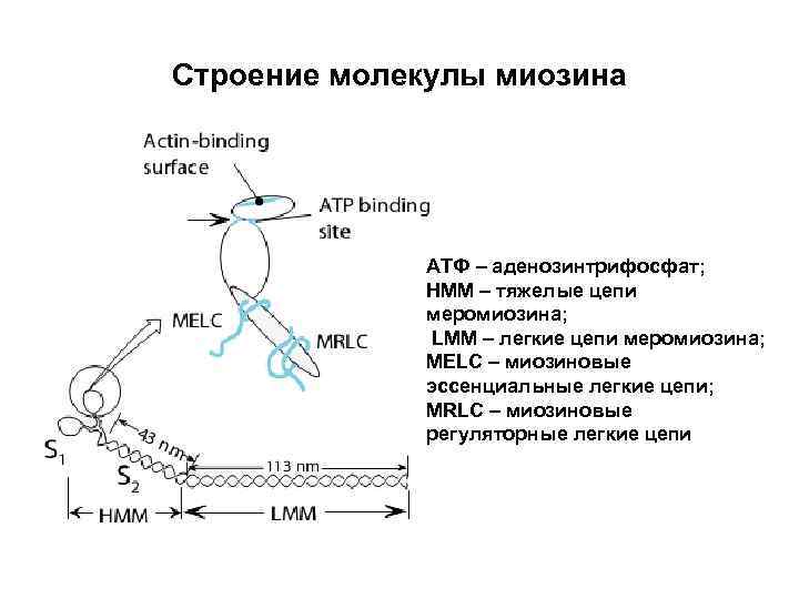Строение молекулы миозина АТФ – аденозинтрифосфат; НММ – тяжелые цепи меромиозина; LMM – легкие