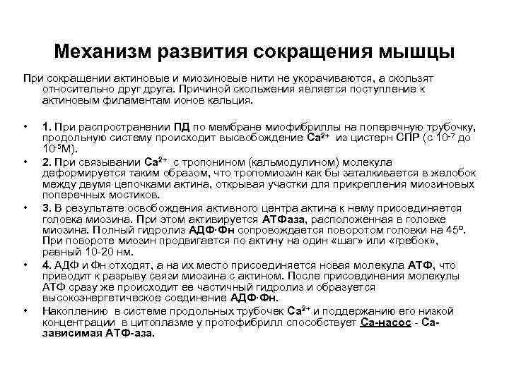 Механизм развития сокращения мышцы При сокращении актиновые и миозиновые нити не укорачиваются, а скользят