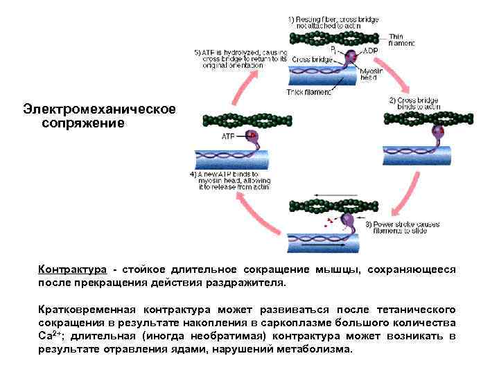Электромеханическое сопряжение Контрактура - стойкое длительное сокращение мышцы, сохраняющееся после прекращения действия раздражителя. Кратковременная