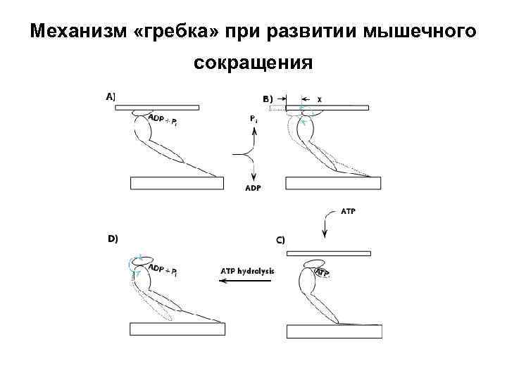 Механизм «гребка» при развитии мышечного сокращения 