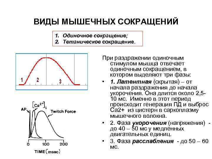 ВИДЫ МЫШЕЧНЫХ СОКРАЩЕНИЙ 1. Одиночное сокращение; 2. Тетаническое сокращение. При раздражении одиночным стимулом мышца