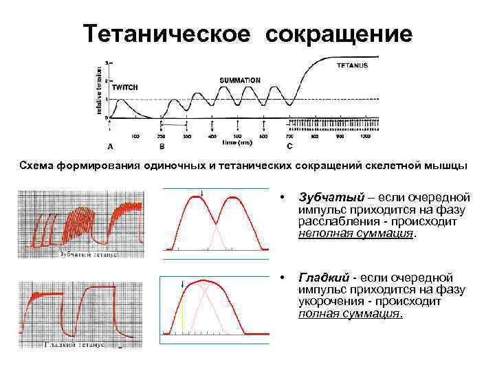 Тетаническое сокращение Схема формирования одиночных и тетанических сокращений скелетной мышцы • Зубчатый – если