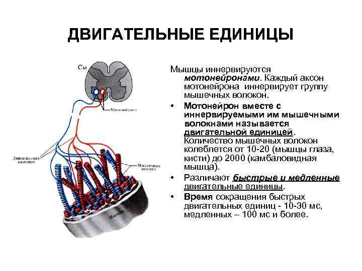 ДВИГАТЕЛЬНЫЕ ЕДИНИЦЫ Мышцы иннервируются мотонейронами. Каждый аксон мотонейрона иннервирует группу мышечных волокон. • Мотонейрон