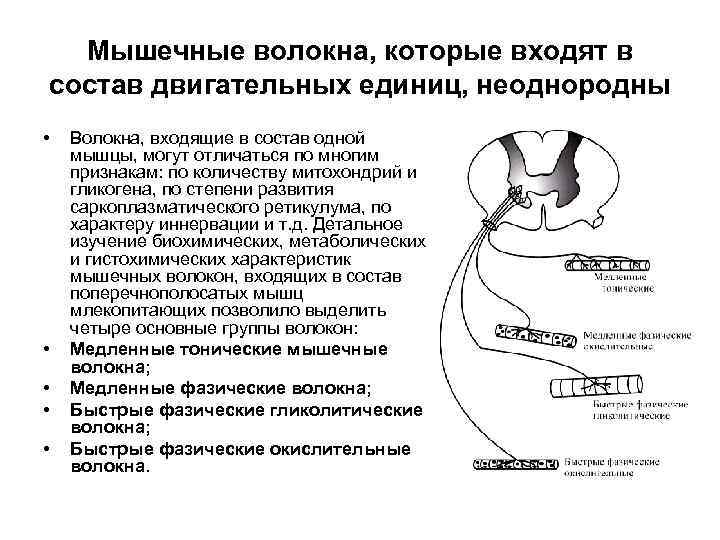 Мышечные волокна, которые входят в состав двигательных единиц, неоднородны • • • Волокна, входящие