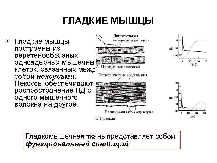 ГЛАДКИЕ МЫШЦЫ • Гладкие мышцы построены из веретенообразных одноядерных мышечных клеток, связанных между собой