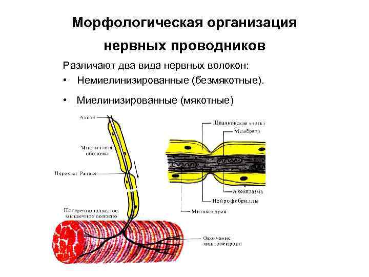 Морфологическая организация нервных проводников Различают два вида нервных волокон: • Немиелинизированные (безмякотные). • Миелинизированные