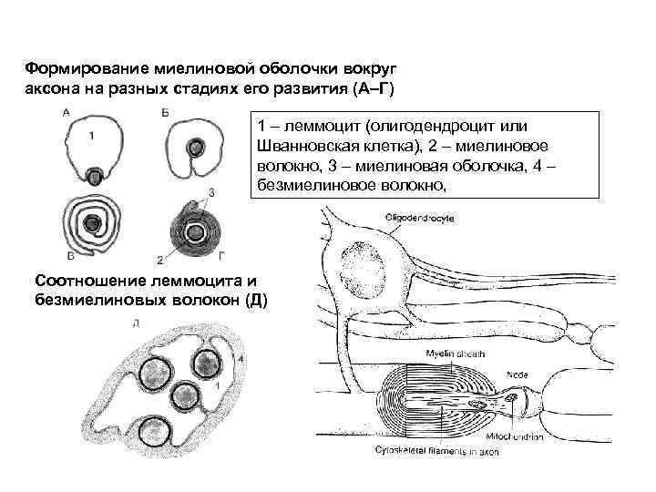 Формирование миелиновой оболочки вокруг аксона на разных стадиях его развития (А–Г) 1 – леммоцит