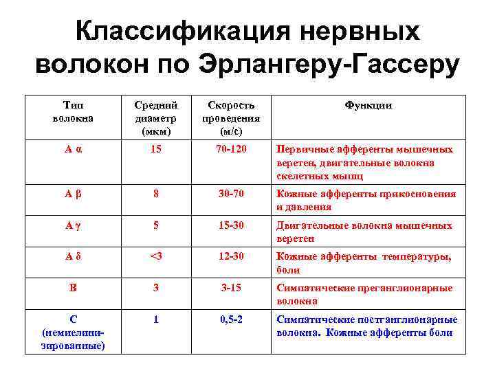 Классификация нервных волокон по Эрлангеру-Гассеру Тип волокна Средний диаметр (мкм) Скорость проведения (м/с) Функции