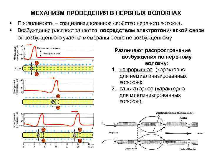 МЕХАНИЗМ ПРОВЕДЕНИЯ В НЕРВНЫХ ВОЛОКНАХ • • Проводимость – специализированное свойство нервного волокна. Возбуждение