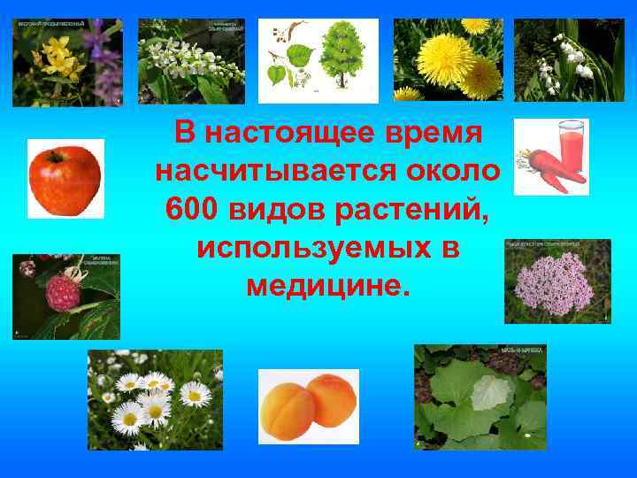В настоящее время насчитывается около 600 видов растений, используемых в медицине. 