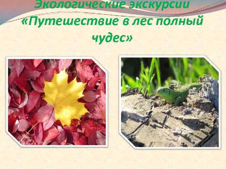 Экологические экскурсии «Путешествие в лес полный чудес» 