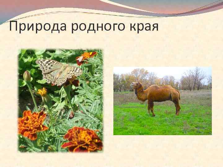 Природа родного края 