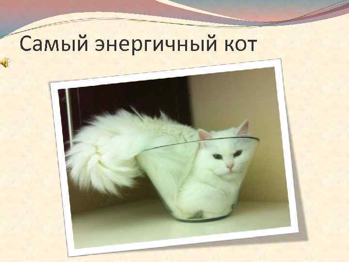 Самый энергичный кот 