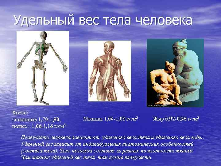 Удельный вес тела человека Кости: сплошные 1, 70 -1, 90, полые - 1, 06